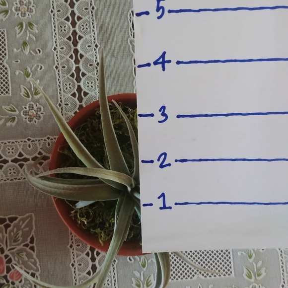 Small Terracotta Potted Moss Succulents - Picture 3 of 5